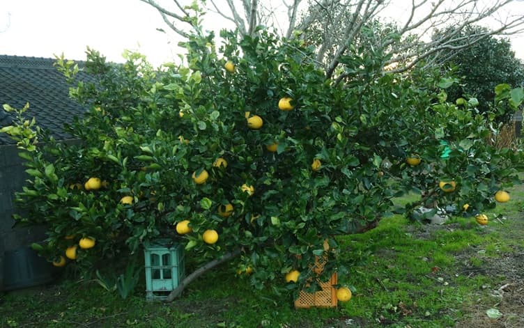 サワーポメロの育て方｜家庭菜園での管理方法
