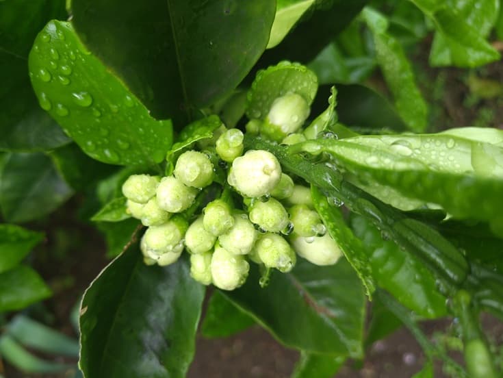 サワーポメロ4月の花