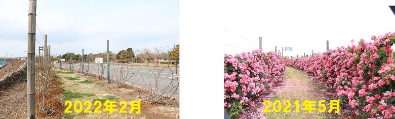 熊本県水俣エコパーク2月のバラ