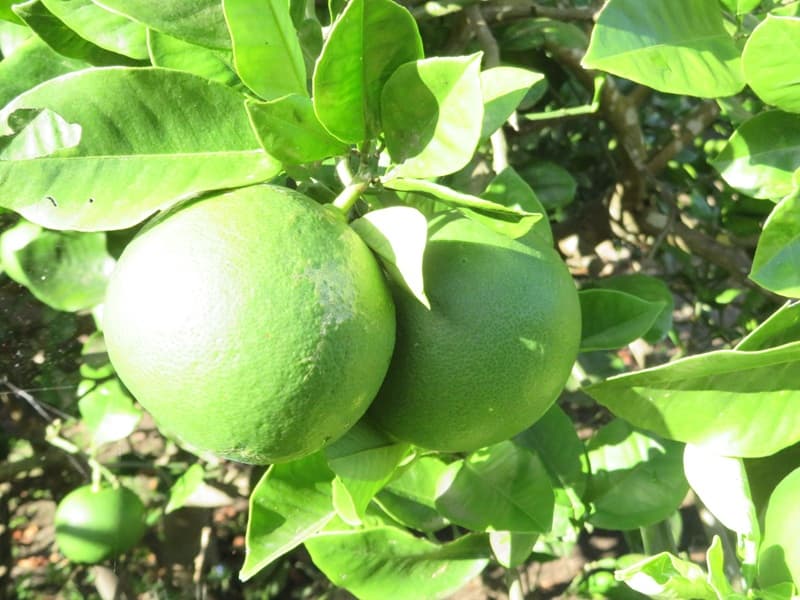 サワーポメロ8月の様子