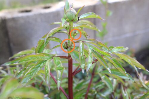 しゃくやくの花