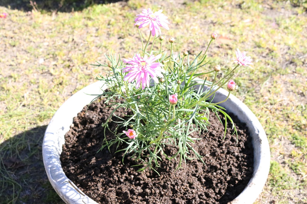 マーガレットの花の色が薄い対処法 パトラログ