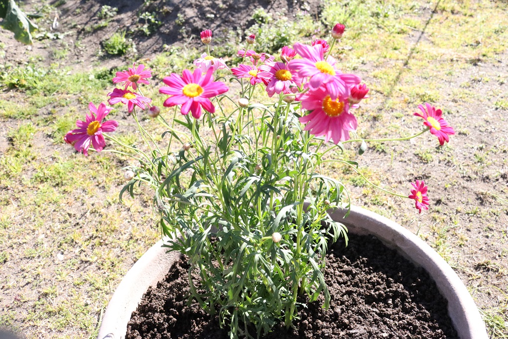 マーガレットの花の色が薄い対処法 パトラログ