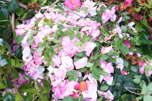 花が咲いた後の花柄摘み
