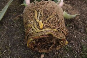 観葉植物 根詰まり