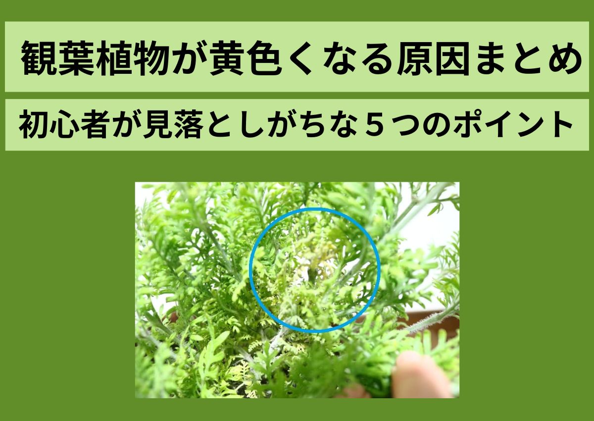 観葉植物が黄色くなる原因まとめ|初心者が見落としがちな5つのポイント