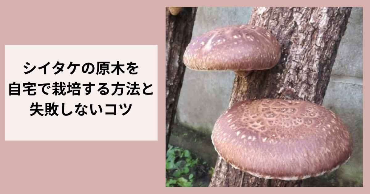 シイタケの原木を自宅で栽培する方法と失敗しないコツ