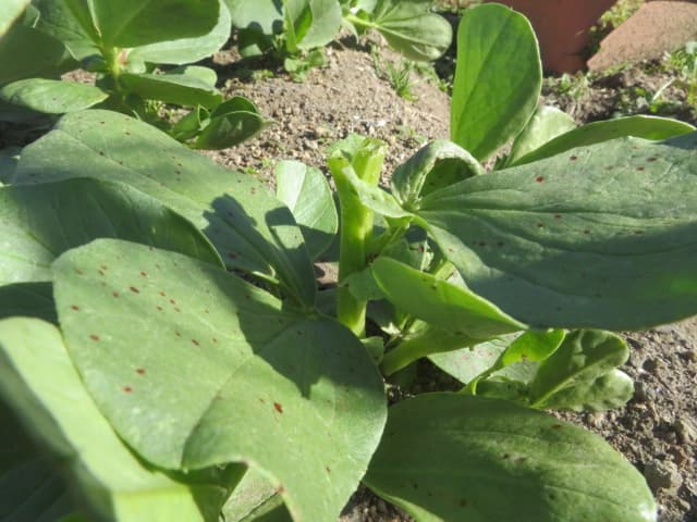 2021年にそら豆の下から4節、5節目頃を摘芯した様子