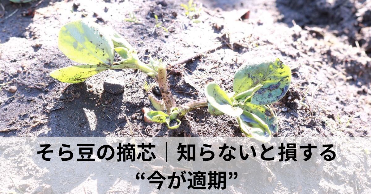 そら豆の摘芯12月知らないと損する