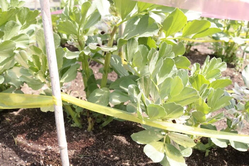 2023年3月19日のそら豆の様子 脇芽を全部切った17日後、元気な脇芽が出て来た様子