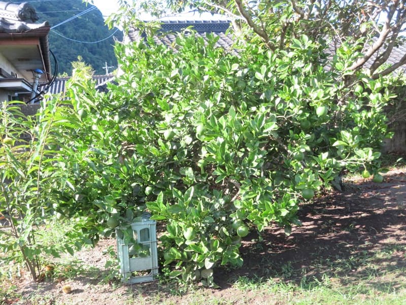 実がついていないサワーポメロの木の様子