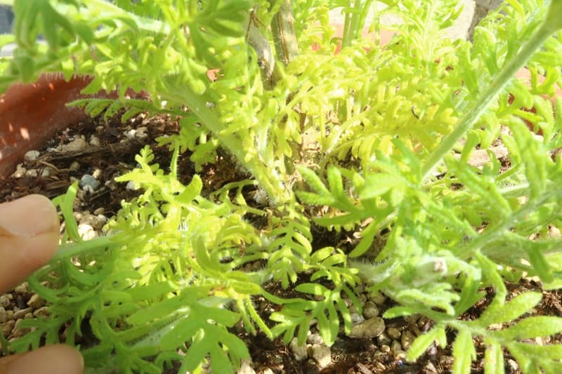 観葉植物 葉が黄色くなる 原因