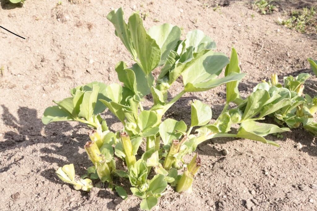 そら豆の摘芯 脇芽全部を摘芯してしまった様子。