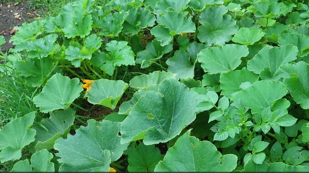 生ごみからカボチャがどんどん大きくなった様子 葉っぱがとにかく大きくて頑丈!