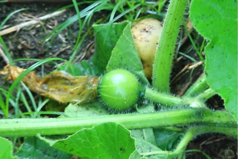 生ごみから育ったカボチャの小さい実