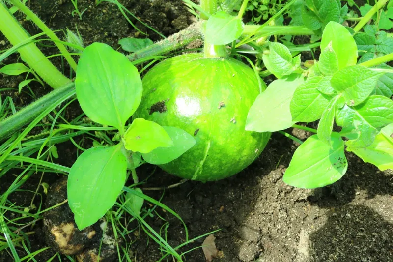 生ごみからカボチャが大きく育った様子
