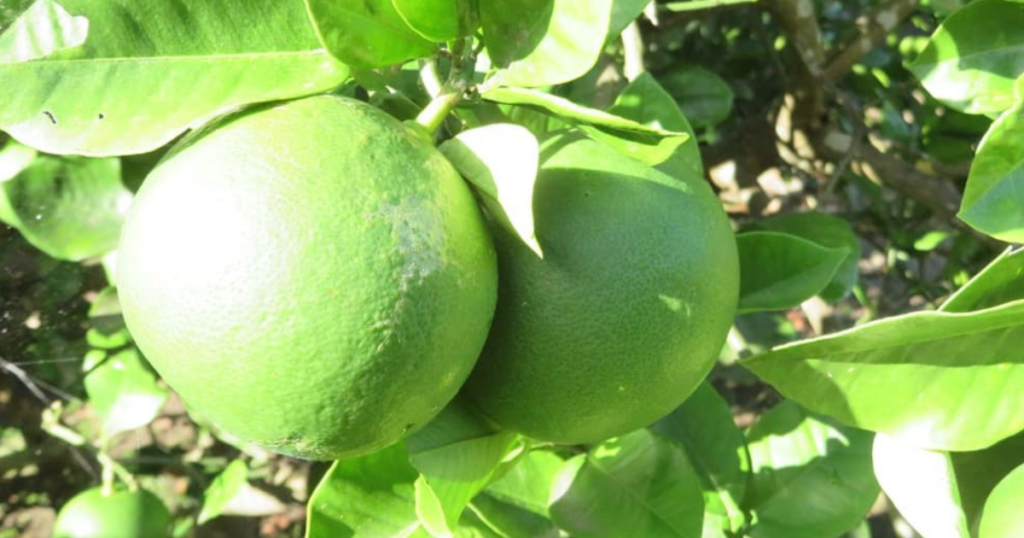 サワーポメロ 8月に実がついている様子