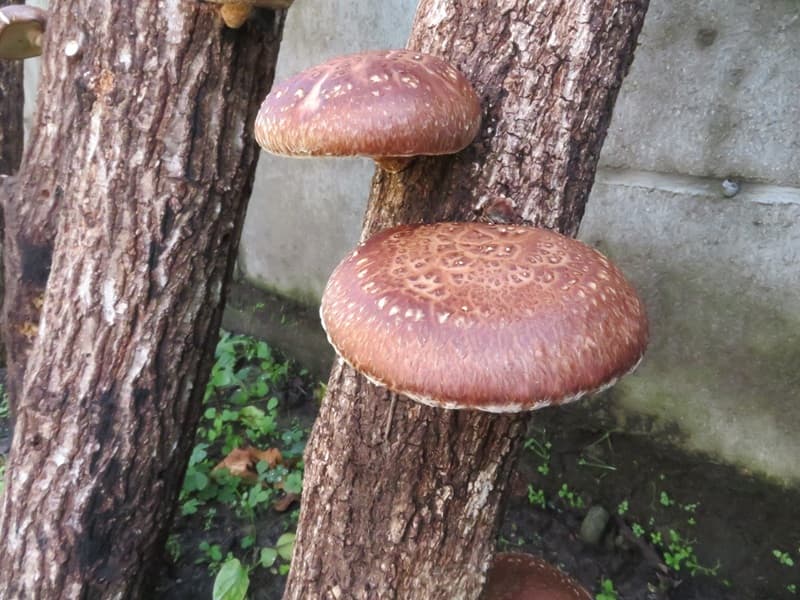 シイタケ原木 今が収穫のタイミング