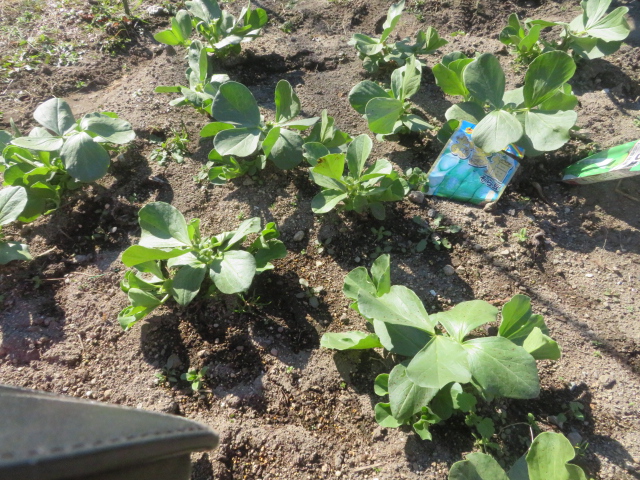 そら豆10cm伸びた