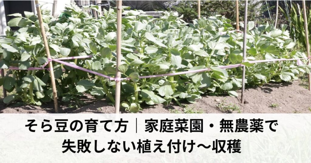 そら豆の育て方｜家庭菜園・無農薬で失敗しない植え付け～収穫まで