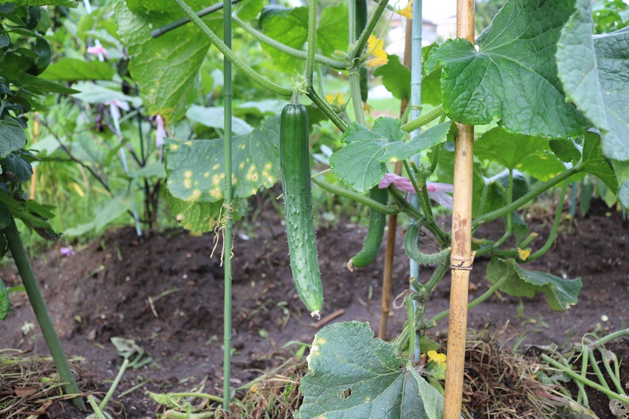 育ち始めたキュウリ