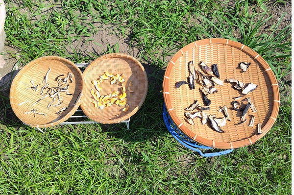 天日干し野菜　しいたけ