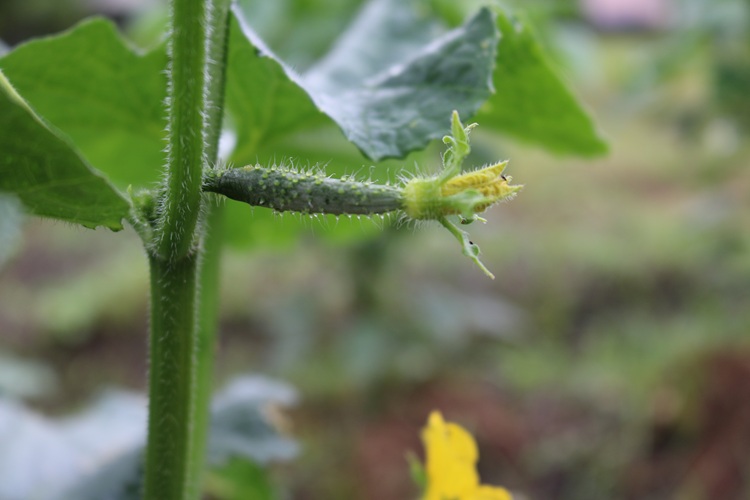 実がつき始めたきゅうり