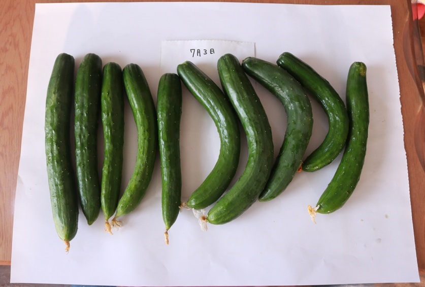 1日で10本収穫したキュウリ