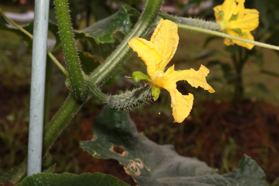 花がたくさん咲き出したキュウリ