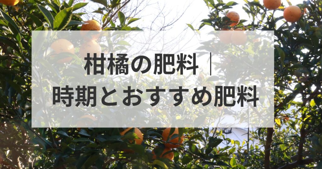 柑橘の肥料｜時期とおすすめ肥料