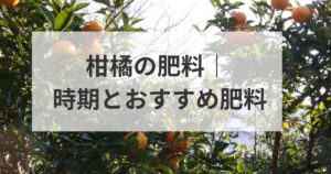 柑橘の肥料｜時期とおすすめ肥料