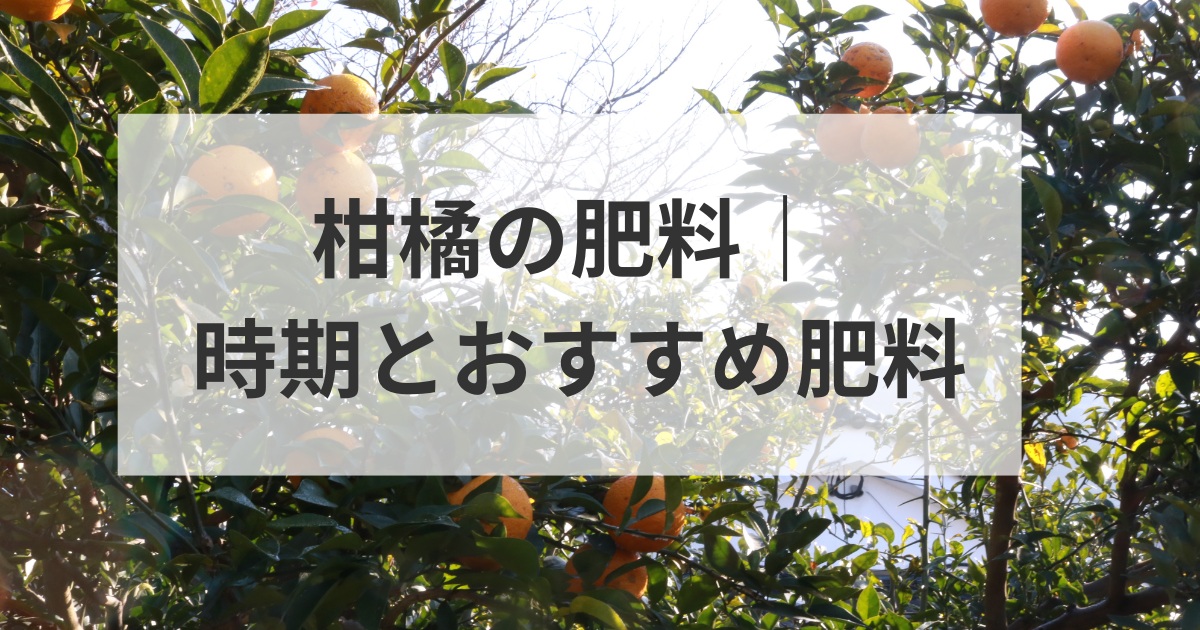 柑橘の肥料|時期とおすすめ肥料