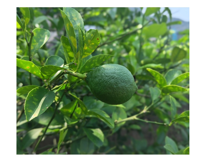 柑橘の肥料の時期