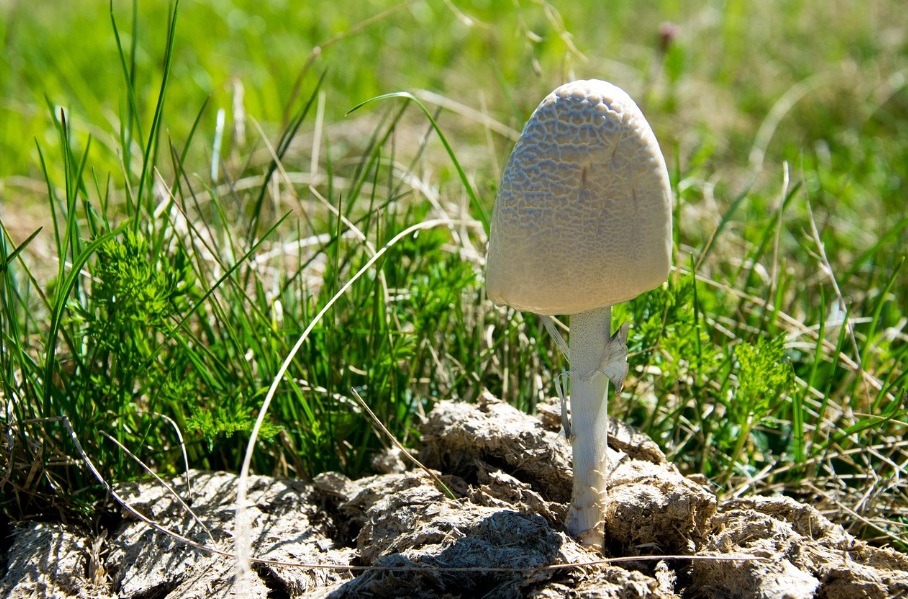 柑橘肥料時期 与えないとどうなる?