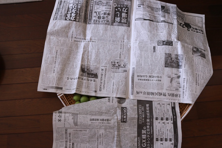 梅干し作り　梅がまだ青い時には、ザルに梅を並べて梅の上に新聞紙をかぶせる。