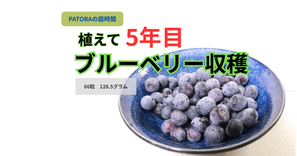 植えて5年目ブルーベリ―収穫　128．グラム