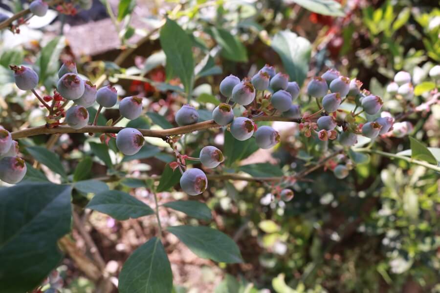 blueberryI-May
